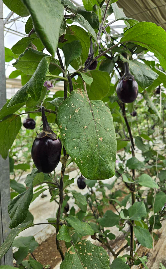 益子のスープ屋Trois（トロワ）　吉田祐幸