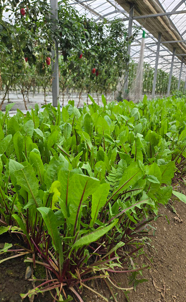 益子のスープ屋Trois（トロワ）　吉田祐幸