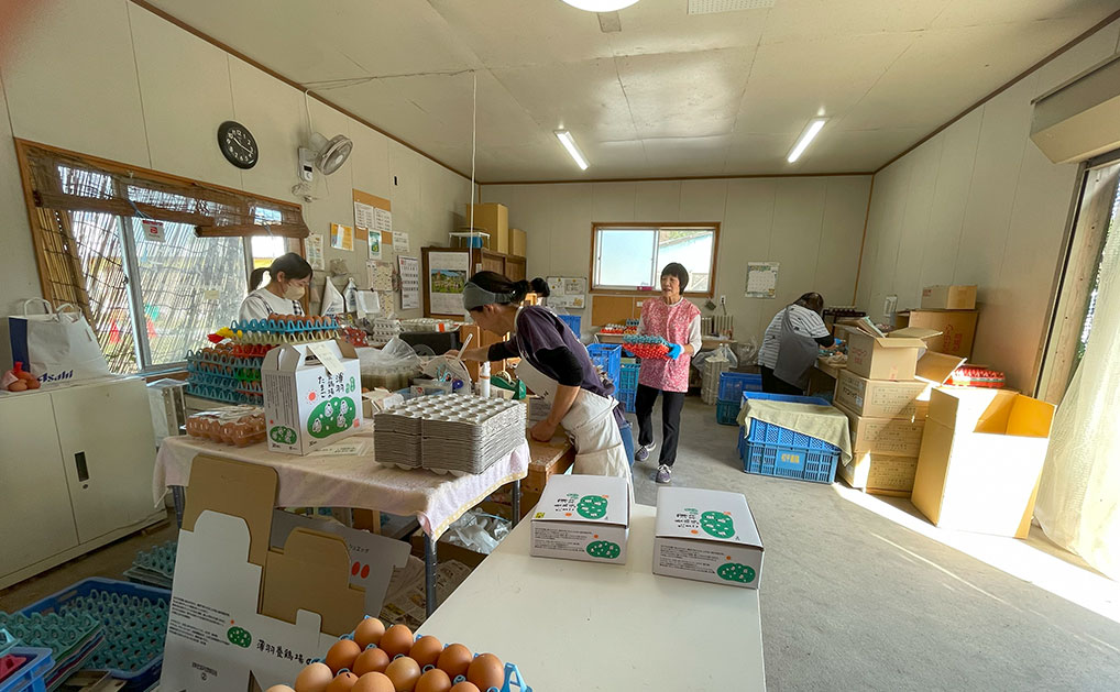 薄羽養鶏場